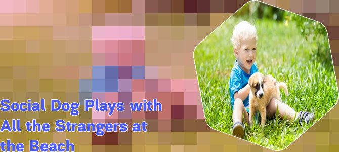 Dogs playing with kids